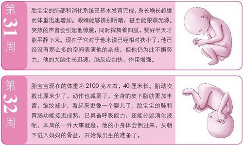 孕8月:胎寶寶對光很敏感