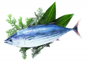 海魚